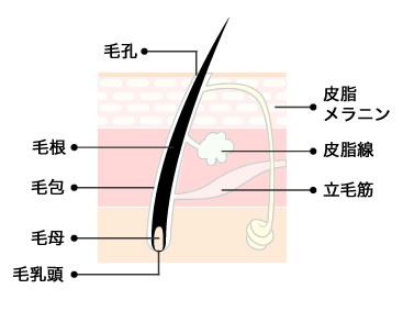 医療脱毛のメカニズム